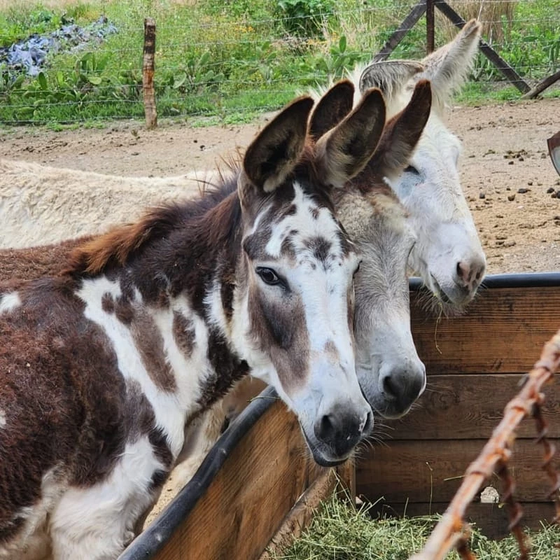 Route 4: Donkeys and Contemporary Art (San Agustín Etla)
